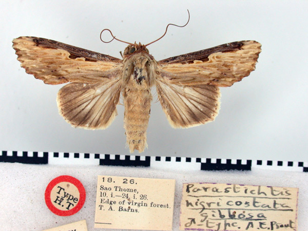 /filer/webapps/moths/media/images/G/gibbosa_Neostichtis_HT_BMNH.jpg