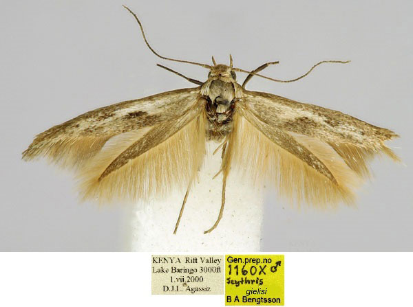 /filer/webapps/moths/media/images/G/gielisi_Scythris_HT_BMNH_grKPtwV.jpg