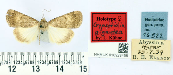 /filer/webapps/moths/media/images/G/gigantea_Crypsotidia_HT_BMNH.jpg