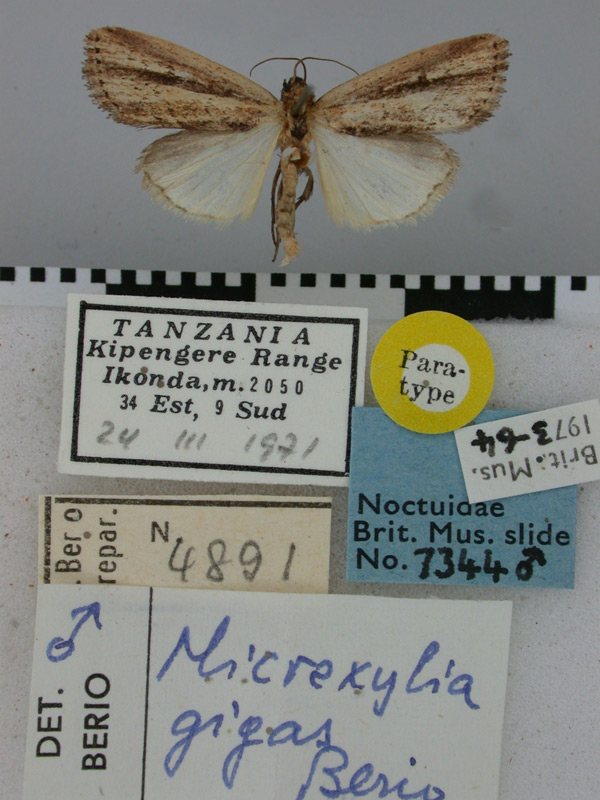 /filer/webapps/moths/media/images/G/gigas_Micraxylia_PT_BMNH.jpg