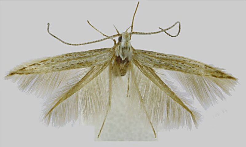 /filer/webapps/moths/media/images/G/gilgilensis_Coleophora_HT_BMNH.jpg