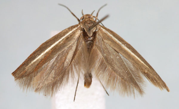 /filer/webapps/moths/media/images/G/gilgilensis_Scythris_HT_BMNH.jpg
