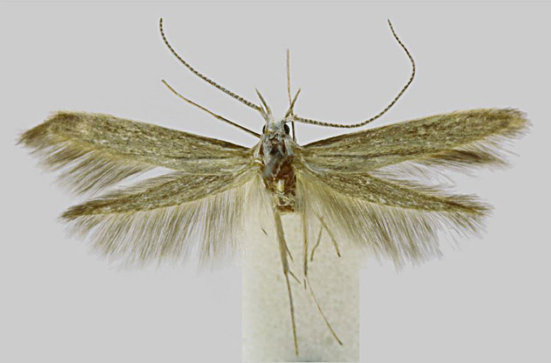 /filer/webapps/moths/media/images/G/giustii_Coleophora_HT_BMNH.jpg