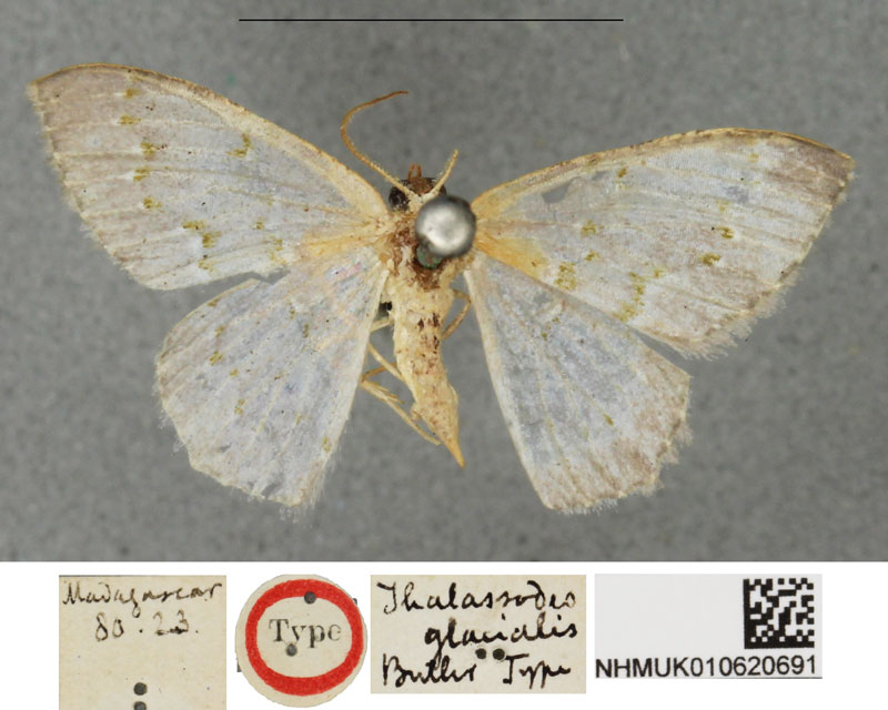 /filer/webapps/moths/media/images/G/glacialis_Metallochlora_HT_BMNH.jpg