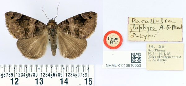 /filer/webapps/moths/media/images/G/glaphyra_Parallelia_HT_BMNH.jpg