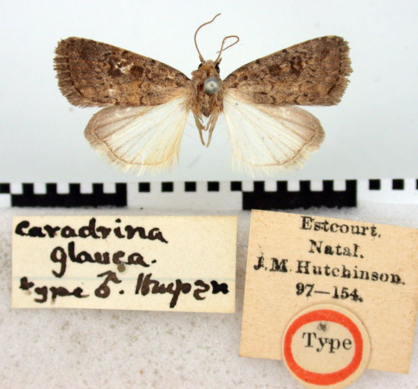 /filer/webapps/moths/media/images/G/glauca_Caradrina_ST_BMNH.jpg