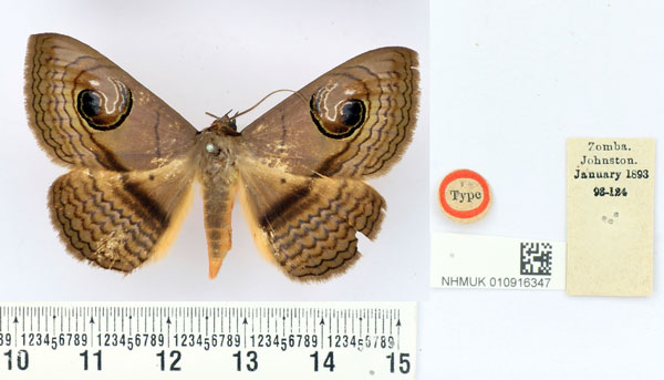 /filer/webapps/moths/media/images/G/glaucescens_Calliodes_ST_BMNH.jpg