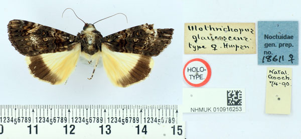 /filer/webapps/moths/media/images/G/glaucescens_Ulotrichopus_HT_BMNH.jpg