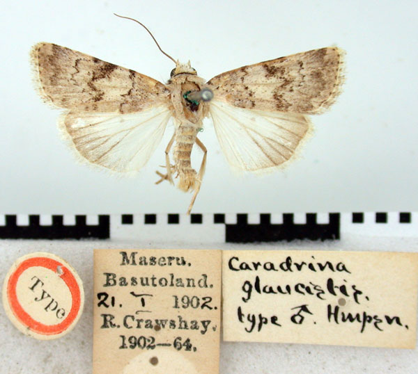 /filer/webapps/moths/media/images/G/glaucistis_Caradrina_HT_BMNH.jpg