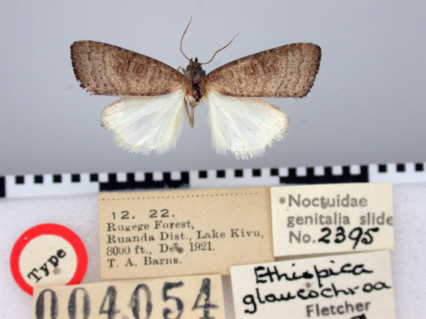 /filer/webapps/moths/media/images/G/glaucochroa_Ethiopica_HT_BMNH.jpg