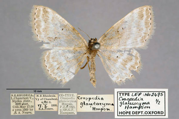 /filer/webapps/moths/media/images/G/glaucocyma_Craspedia_ST_OUMNH_01.jpg