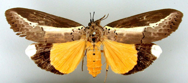/filer/webapps/moths/media/images/G/gloriosa_Eligma_HT_BMNH.jpg