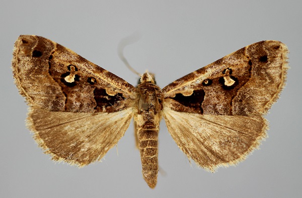 /filer/webapps/moths/media/images/G/glyptalis_Tephrialia_A_BMNH.jpg