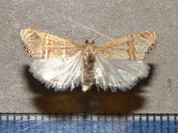 /filer/webapps/moths/media/images/G/gnathosellus_Euchromius_A_Goff_01.jpg
