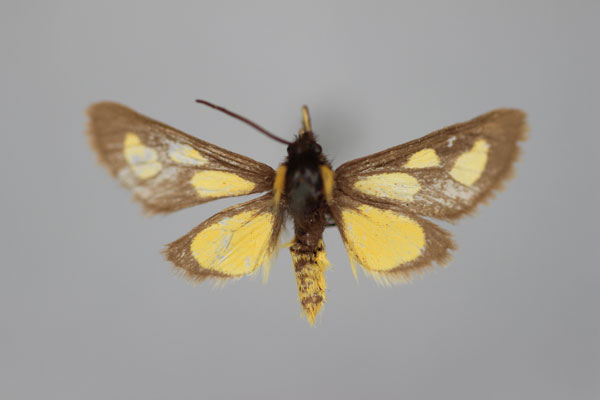 /filer/webapps/moths/media/images/G/gnatula_Cacosoma_HT_BMNH.jpg