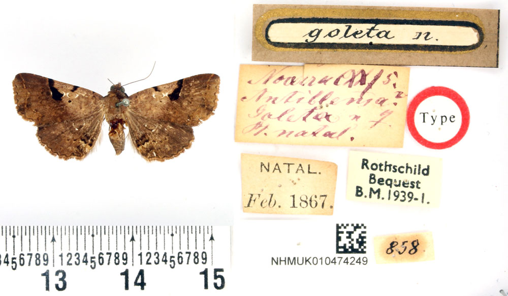 /filer/webapps/moths/media/images/G/goleta_Antiblemma_HT_BMNH.jpg