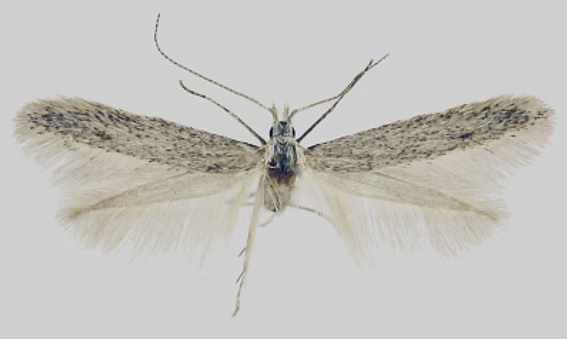 /filer/webapps/moths/media/images/G/gondwanae_Coleophora_HT_MfN.jpg