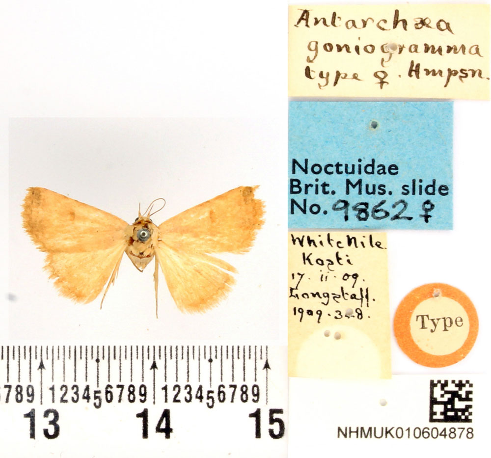 /filer/webapps/moths/media/images/G/goniogramma_Antarchaea_HT_BMNH.jpg