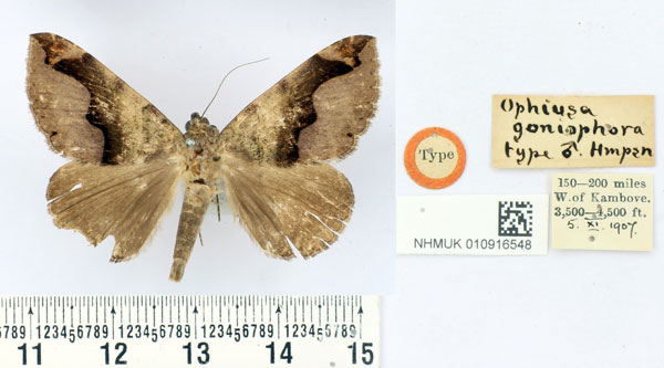 /filer/webapps/moths/media/images/G/goniophora_Ophiusa_HT_BMNH.jpg