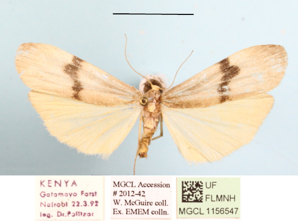 /filer/webapps/moths/media/images/G/goniophoroides_Asythosia_A_MGCLa_01.JPG