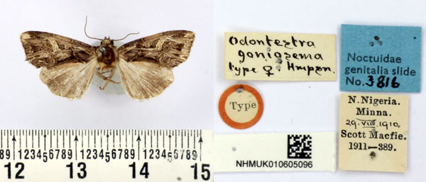 /filer/webapps/moths/media/images/G/goniosema_Odontestra_HT_BMNH.jpg