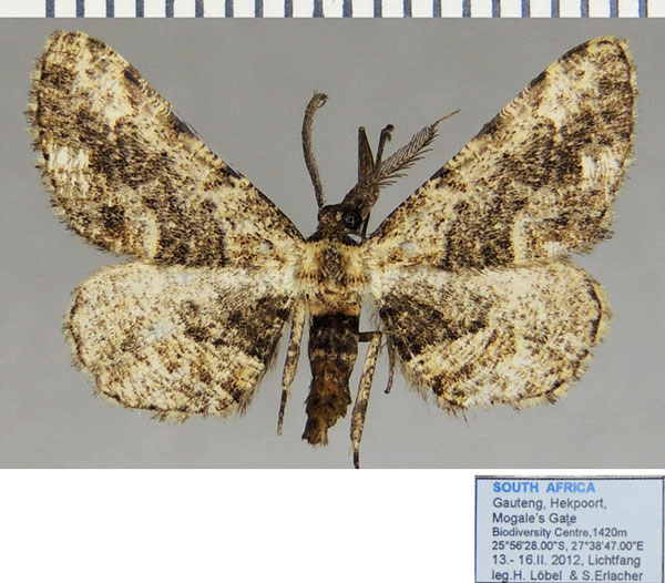 /filer/webapps/moths/media/images/G/gonophora_Hypomecis_AM_ZSMa.jpg