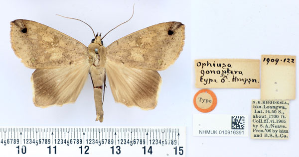 /filer/webapps/moths/media/images/G/gonoptera_Ophiusa_HT_BMNH.jpg