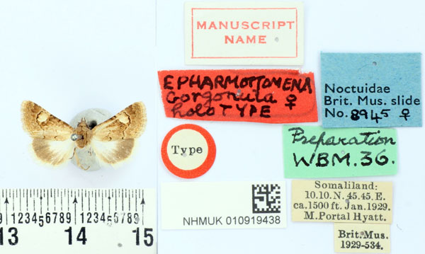 /filer/webapps/moths/media/images/G/gorgonula_Epharmottomena_HT_BMNH.jpg