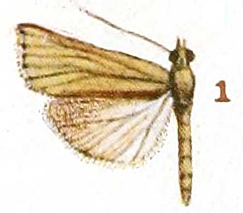 /filer/webapps/moths/media/images/G/gracilis_Ancylolomia_HT_Fawcett_1-1.jpg