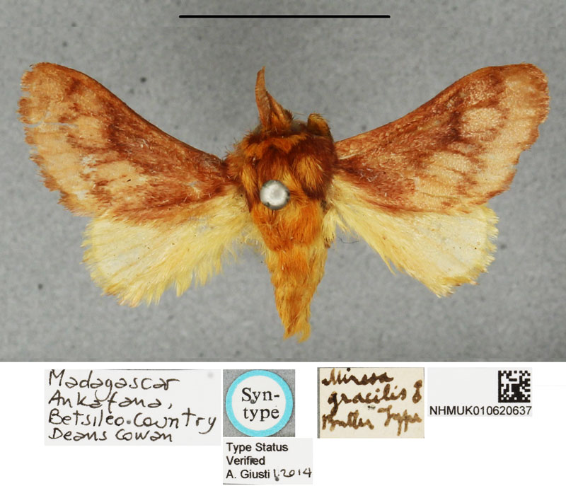 /filer/webapps/moths/media/images/G/gracilis_Lemuria_STM_BMNH.jpg