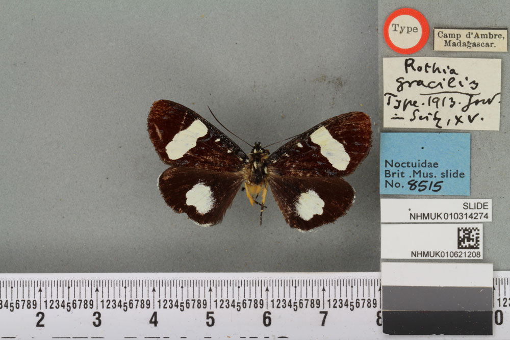 /filer/webapps/moths/media/images/G/gracilis_Rothia_HT_BMNHa.jpg