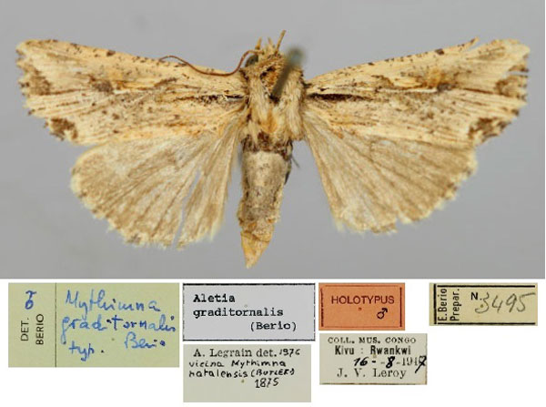 /filer/webapps/moths/media/images/G/graditornalis_Aletia_HT_RMCA_01.jpg