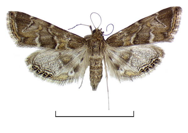 /filer/webapps/moths/media/images/G/grandifuscalis_Eoophyla_HT_BMNH.jpg
