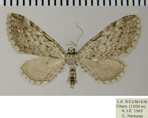 /filer/webapps/moths/media/images/G/graphiticata_Eupithecia_AF_ZSM_01.jpg