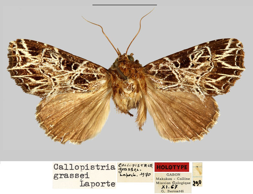 /filer/webapps/moths/media/images/G/grassei_Callopistria_HT_MNHN.jpg