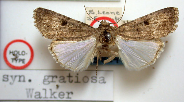 /filer/webapps/moths/media/images/G/gratiosa_Laphygma_HT_BMNH.jpg