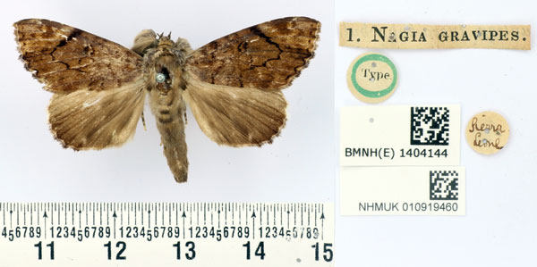 /filer/webapps/moths/media/images/G/gravipes_Nagia_HT_BMNH.jpg