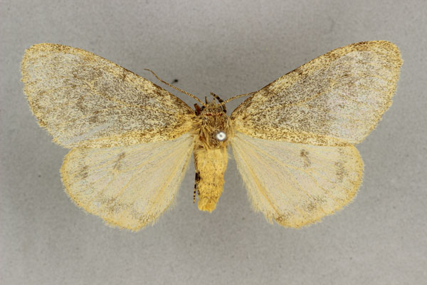 /filer/webapps/moths/media/images/G/grisea_Cymaroa_AF_BMNH.jpg