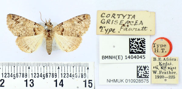 /filer/webapps/moths/media/images/G/griseacea_Cortyta_HT_BMNH.jpg