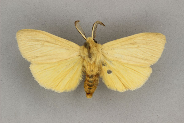 /filer/webapps/moths/media/images/G/griseipennis_Popoudina_AM_BMNH.jpg
