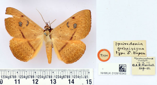 /filer/webapps/moths/media/images/G/griseisigna_Speiredonia_HT_BMNH.jpg
