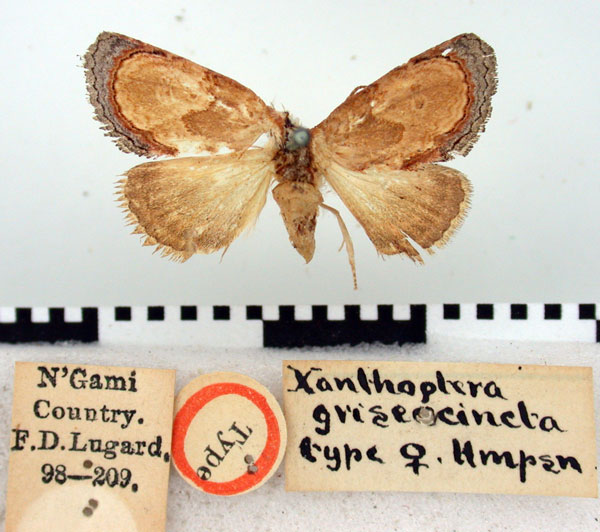 /filer/webapps/moths/media/images/G/griseocincta_Xanthoptera_HT_BMNH.jpg