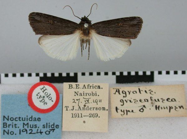 /filer/webapps/moths/media/images/G/griseofusca_Agrotis_HT_BMNH.jpg