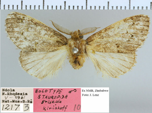 /filer/webapps/moths/media/images/G/griseola_Stauropida_HT_NMB.jpg