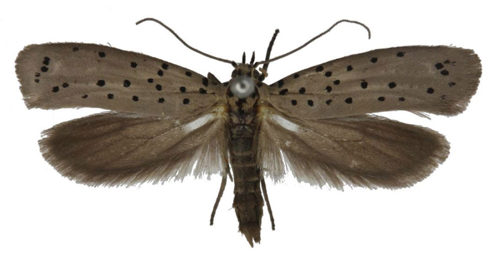 /filer/webapps/moths/media/images/G/griseomacula_Yponomeuta_PTM_BMNH.jpg