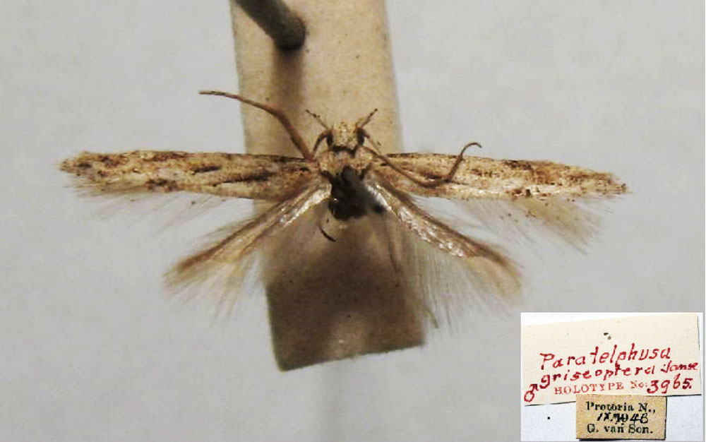 /filer/webapps/moths/media/images/G/griseoptera_Paratelphusa_HT_TMSA.jpg