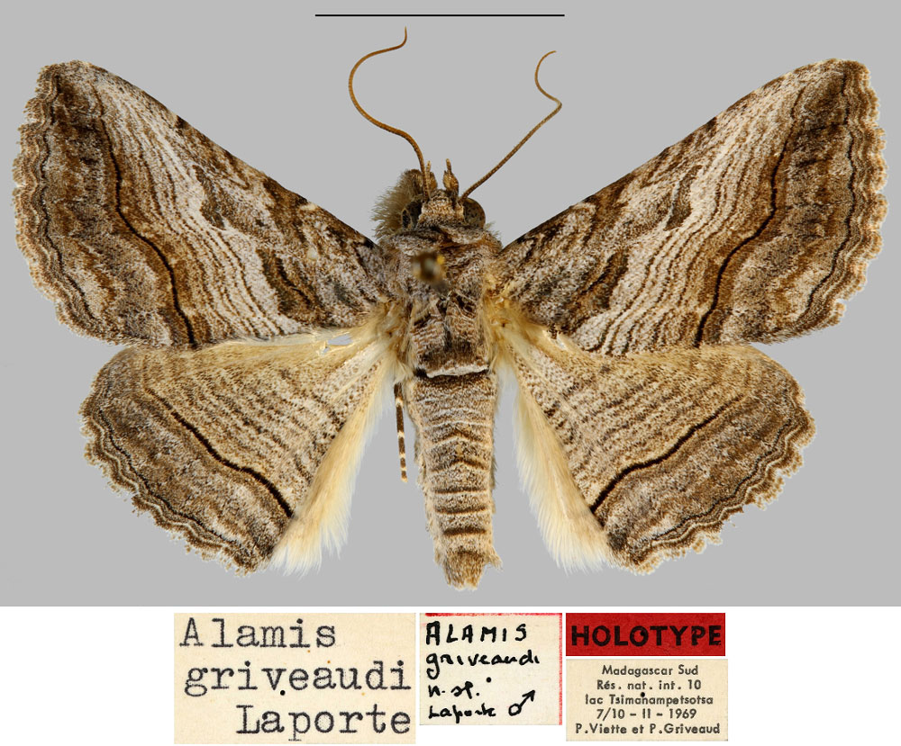 /filer/webapps/moths/media/images/G/griveaudi_Alamis_HT_MNHN.jpg