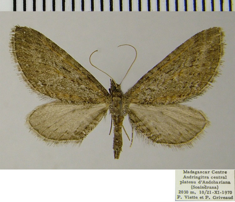 /filer/webapps/moths/media/images/G/griveaudi_Eupithecia_AM_ZSM.jpg