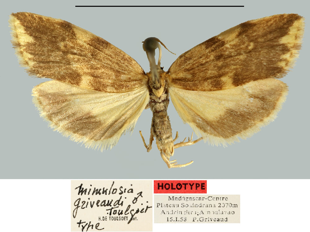 /filer/webapps/moths/media/images/G/griveaudianus_Mimulosia_HT_MNHN.jpg