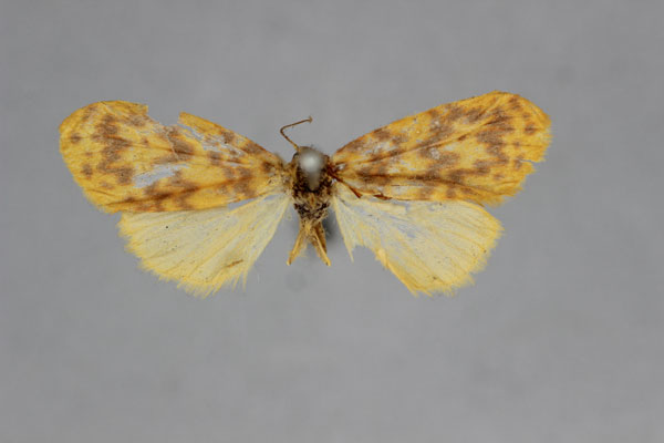 /filer/webapps/moths/media/images/G/guentheri_Afrasura_A_BMNH.jpg